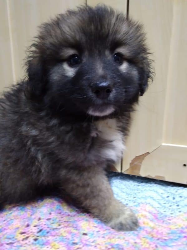 Szczeniaki Dziewczynki